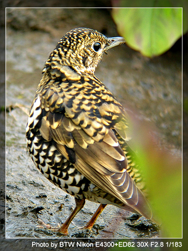 ���ռ�¼����50��,���в����ǳ�Ŀ��,�ټ����ĵõ�,�������ĵú�...