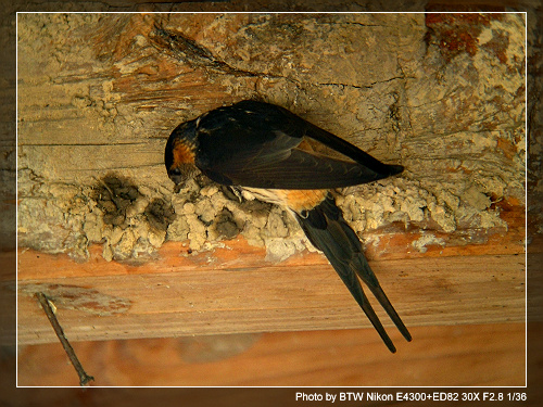 ���ռ�¼����50��,���в����ǳ�Ŀ��,�ټ����ĵõ�,�������ĵú�...