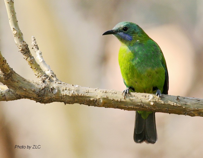 Ҳ�������ͼ