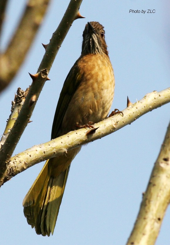 Ҳ�������ͼ