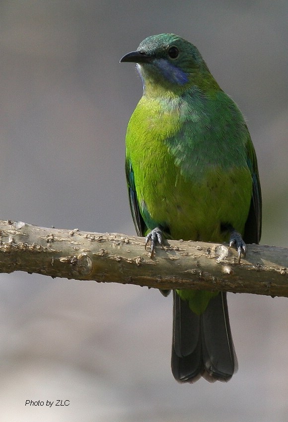 Ҳ�������ͼ