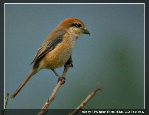 ��������,�Ǻں���