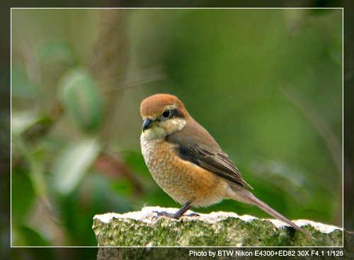 ��������,�Ǻں���