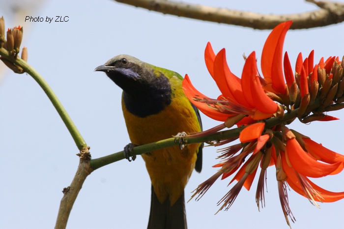 Ҳ�������ͼ