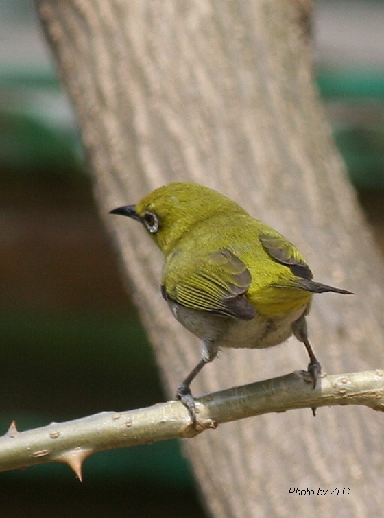 Ҳ�������ͼ