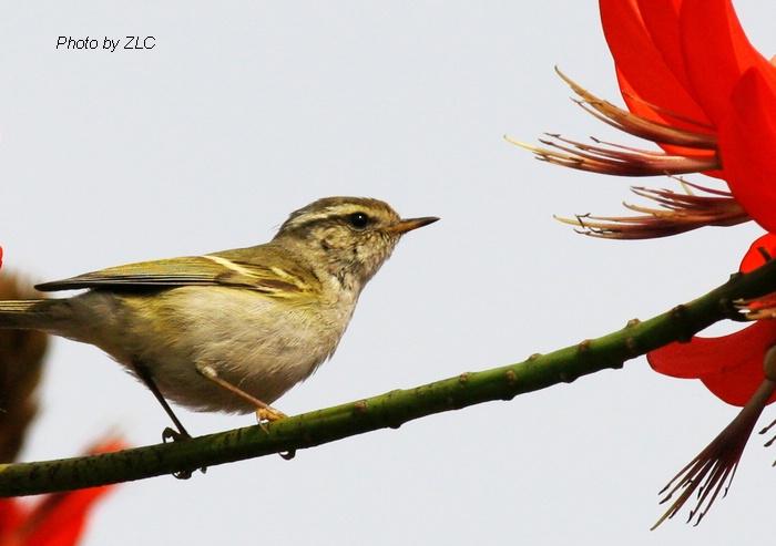 Ҳ�������ͼ