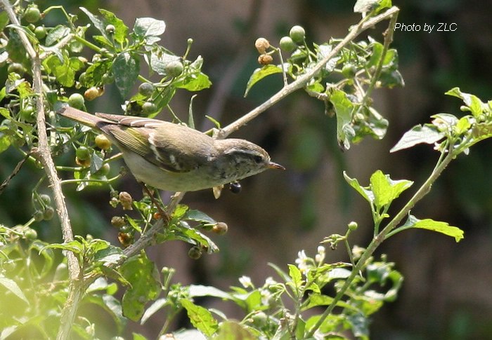 Ҳ�������ͼ