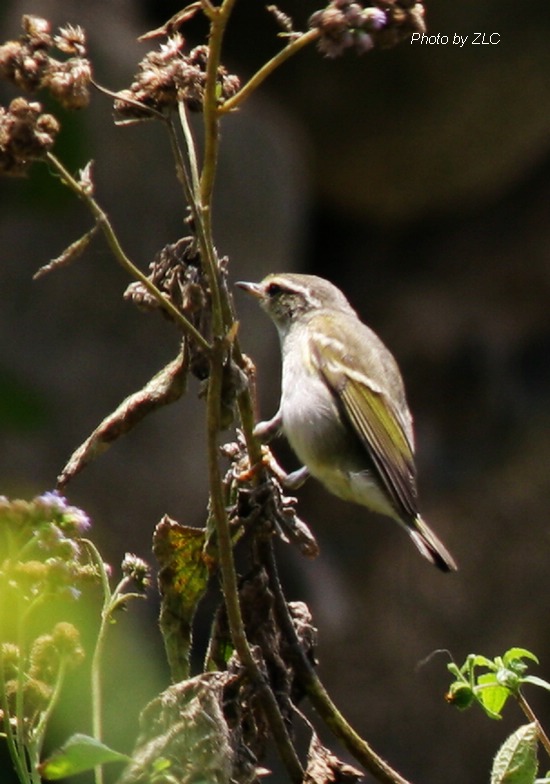 Ҳ�������ͼ