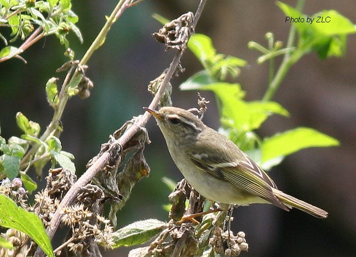 Ҳ�������ͼ