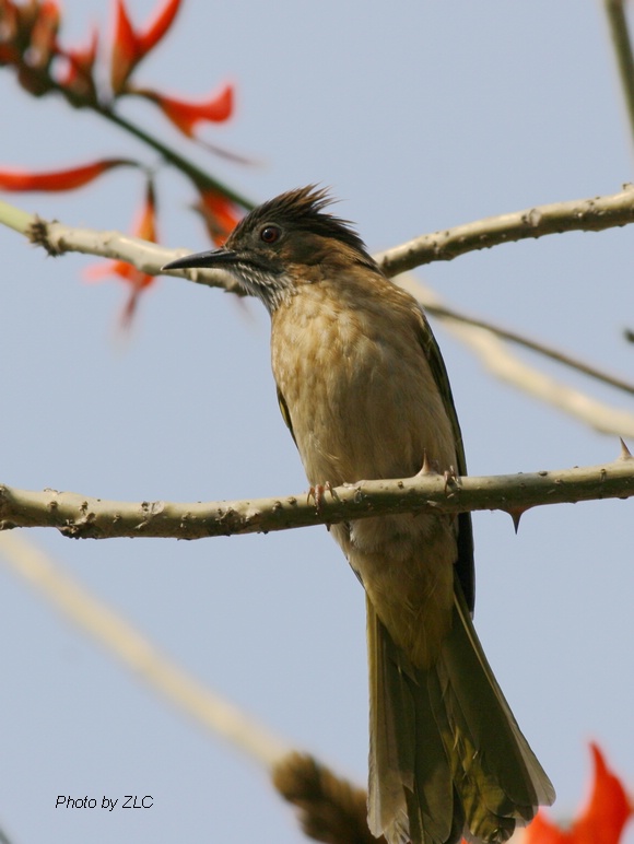 Ҳ�������ͼ