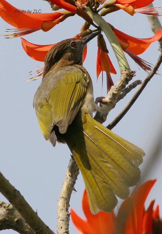 Ҳ�������ͼ