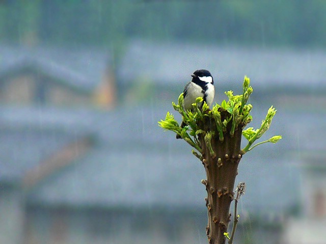 [ԭ��]��������FZ����������