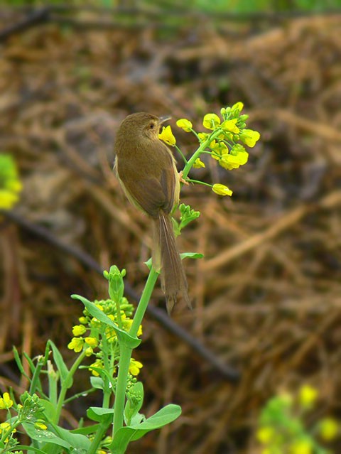 [ԭ��]��������FZ����������