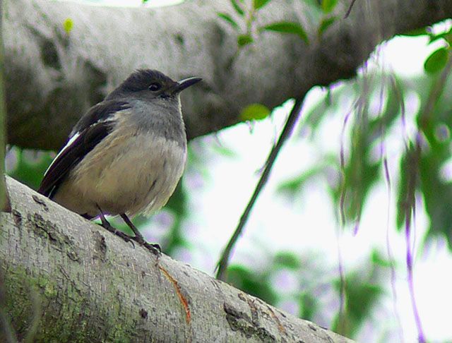 [ԭ��]��������FZ����������