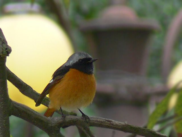 [ԭ��]��������FZ����������