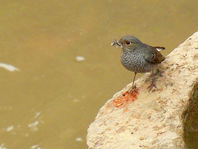 [ԭ��]��������FZ����������