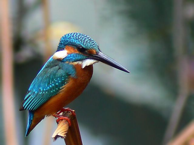 [ԭ��]��������FZ��������l��