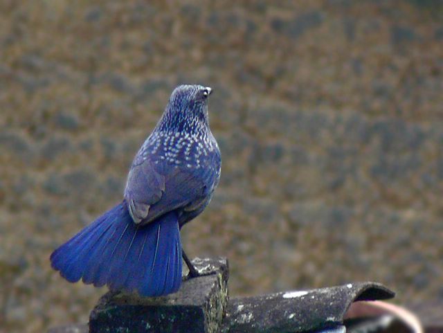 [ԭ��]��������FZ��������l��