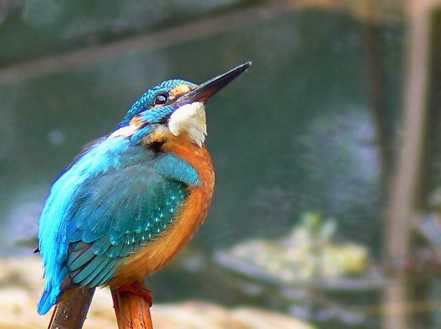 [ԭ��]��������FZ��������l��