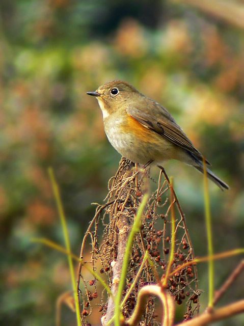 [ԭ��]��������FZ��������l��