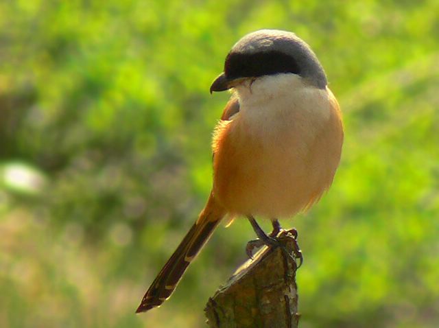 [ԭ��]��������FZ��������l��