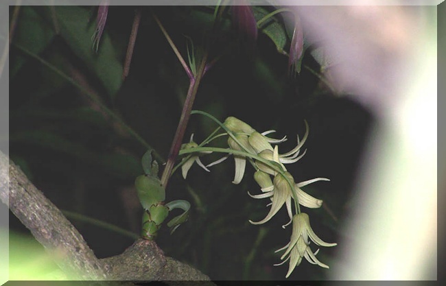 [分享]  竹岐的花草