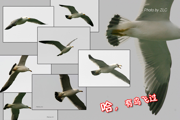 ɽջ