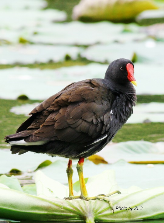 Ǻǣֺãˮ