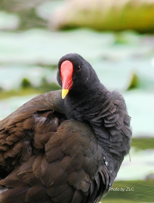 Ǻǣֺãˮ