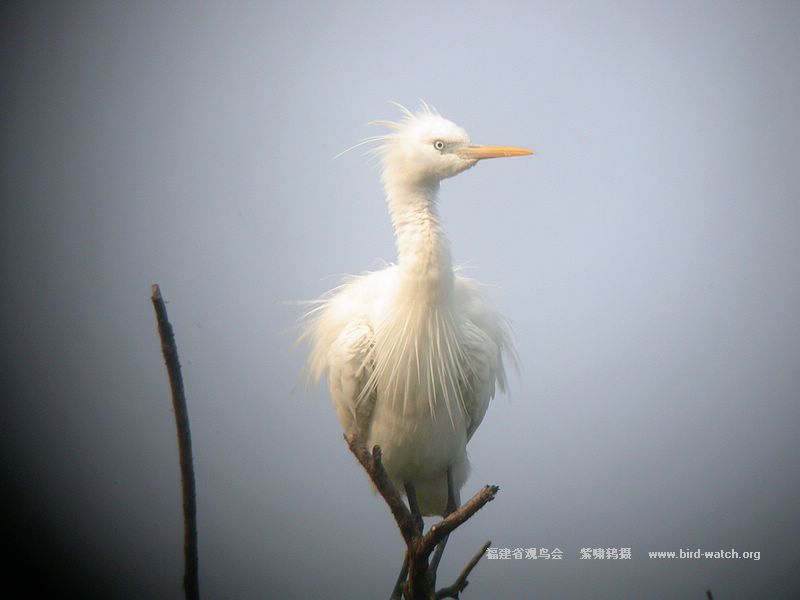率先发鸟岛考察照片
