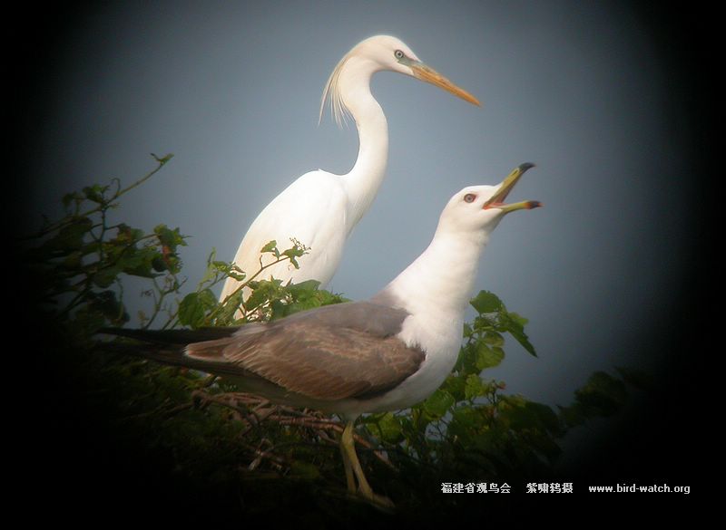 率先发鸟岛考察照片