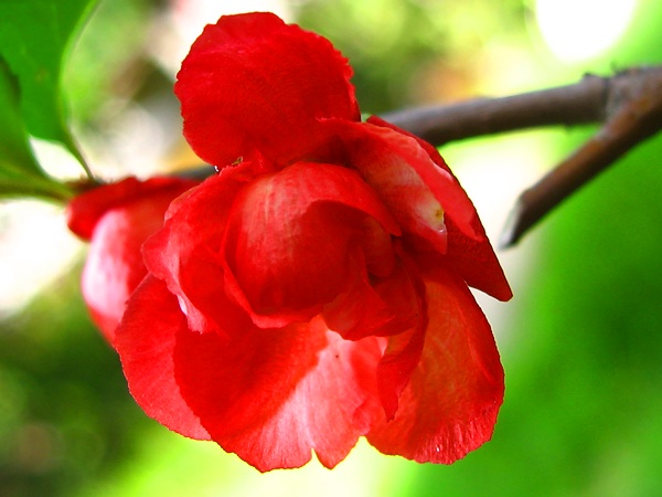 [求助]  馥郁神秘.。。。请教花名  ：－）