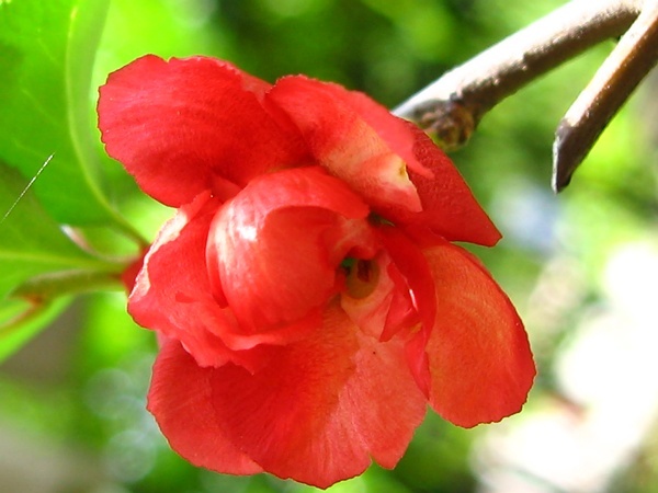 [求助]  馥郁神秘.。。。请教花名  ：－）