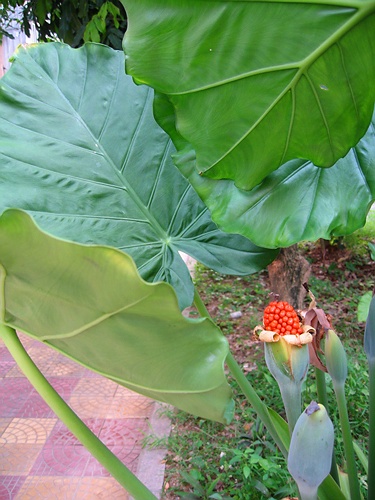 [求助]  馥郁神秘.。。。请教花名  ：－）