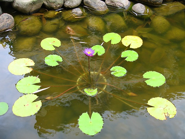 [求助]  馥郁神秘.。。。请教花名  ：－）