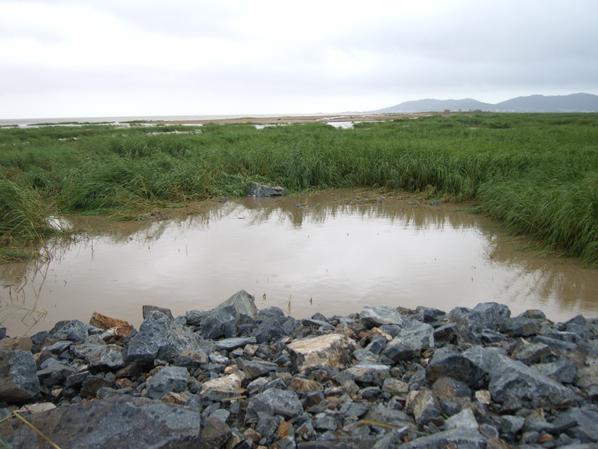 闽 江口湿地遭毒手，省林业厅、福州市领导亲赴实地调查。