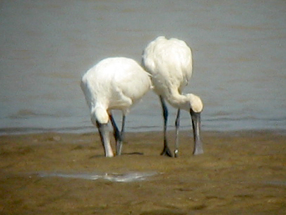 烈日下的鳝鱼滩，鸟与观鸟人——2006.7.2与王岐山教授一起观鸟