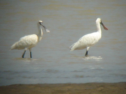 烈日下的鳝鱼滩，鸟与观鸟人——2006.7.2与王岐山教授一起观鸟