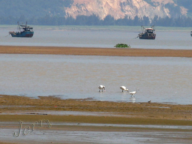 烈日下的鳝鱼滩，鸟与观鸟人——2006.7.2与王岐山教授一起观鸟
