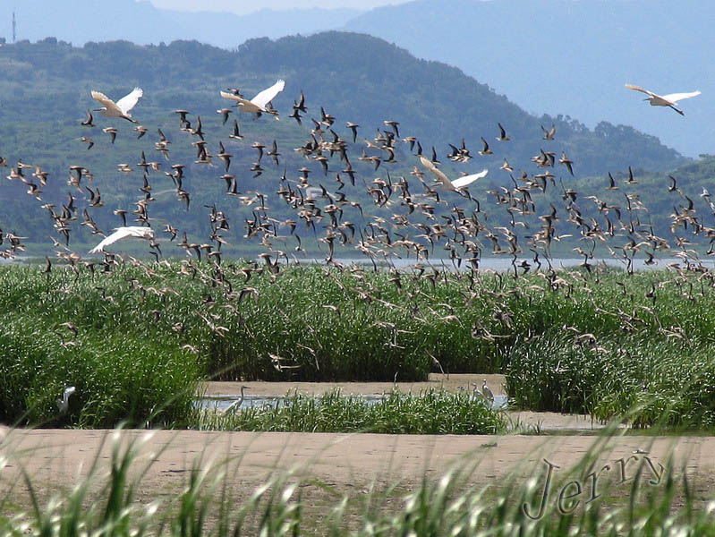 烈日下的鳝鱼滩，鸟与观鸟人——2006.7.2与王岐山教授一起观鸟