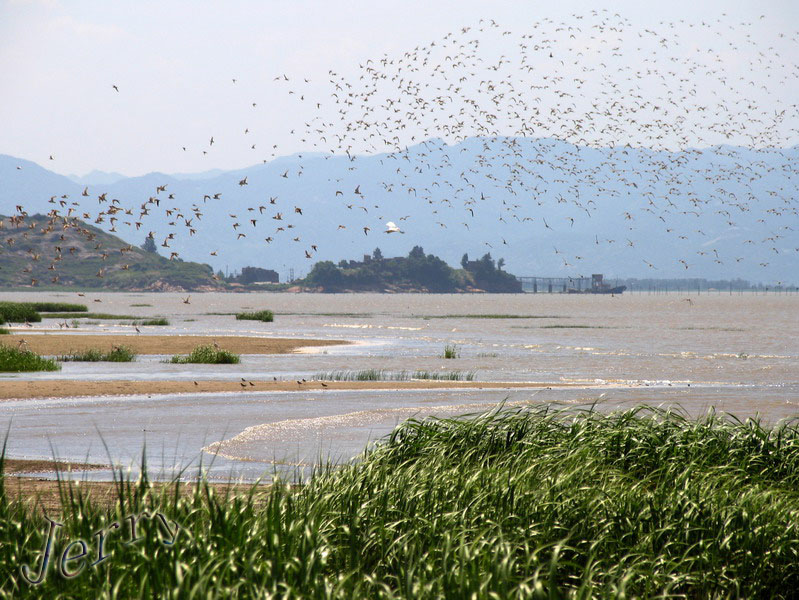 烈日下的鳝鱼滩，鸟与观鸟人——2006.7.2与王岐山教授一起观鸟