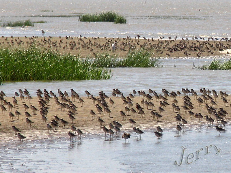 烈日下的鳝鱼滩，鸟与观鸟人——2006.7.2与王岐山教授一起观鸟