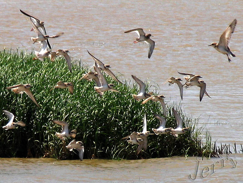 烈日下的鳝鱼滩，鸟与观鸟人——2006.7.2与王岐山教授一起观鸟