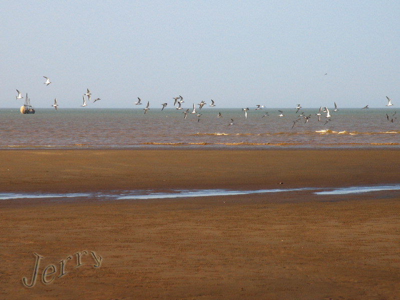 烈日下的鳝鱼滩，鸟与观鸟人——2006.7.2与王岐山教授一起观鸟