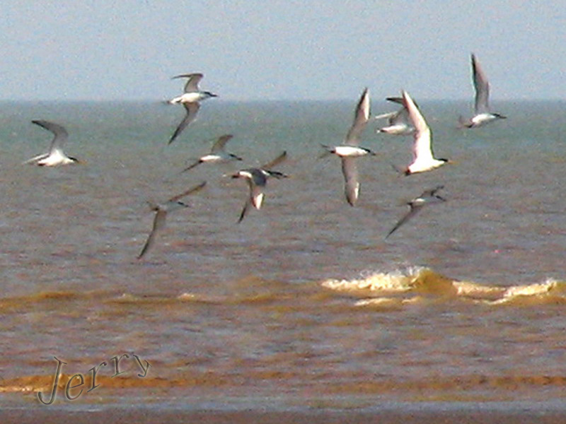 烈日下的鳝鱼滩，鸟与观鸟人——2006.7.2与王岐山教授一起观鸟