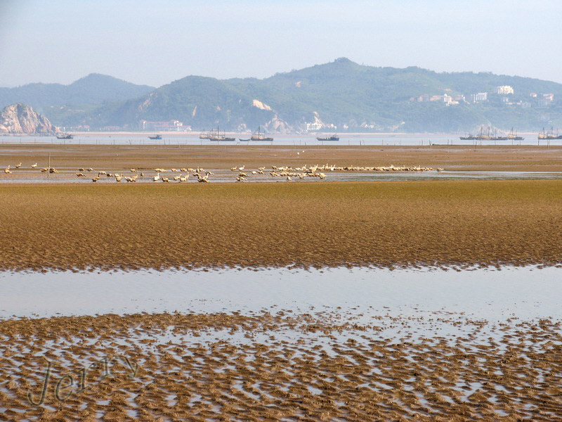 烈日下的鳝鱼滩，鸟与观鸟人——2006.7.2与王岐山教授一起观鸟