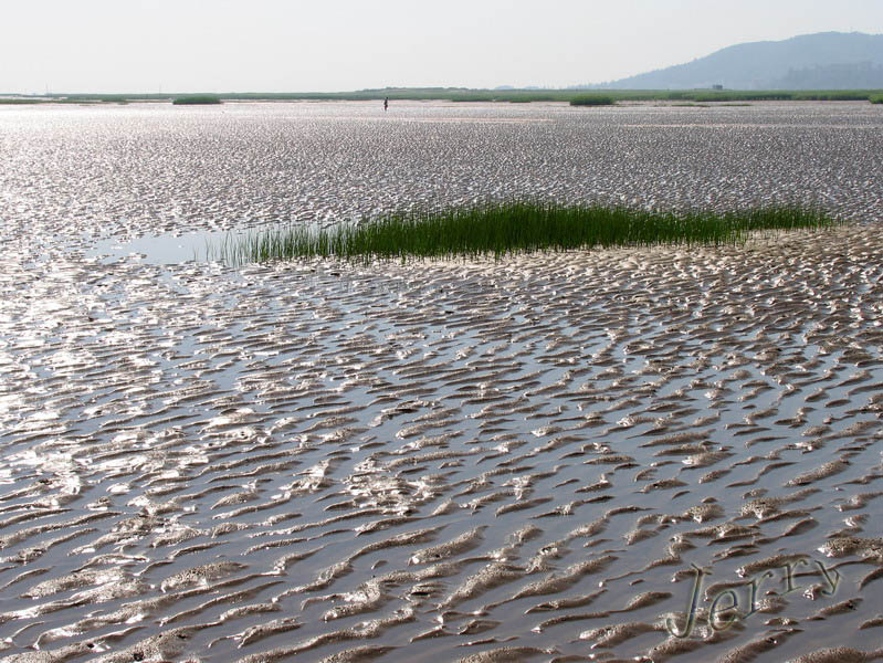烈日下的鳝鱼滩，鸟与观鸟人——2006.7.2与王岐山教授一起观鸟
