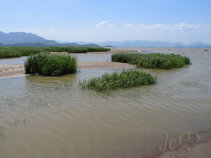 烈日下的鳝鱼滩，鸟与观鸟人——2006.7.2与王岐山教授一起观鸟