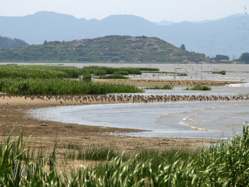 烈日下的鳝鱼滩，鸟与观鸟人——2006.7.2与王岐山教授一起观鸟