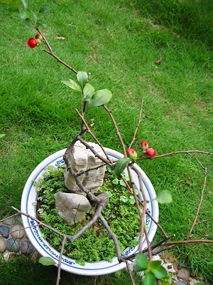 [求助]  请教花名  ：－）